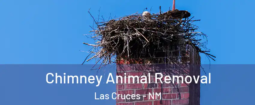  Chimney Animal Removal Las Cruces - NM