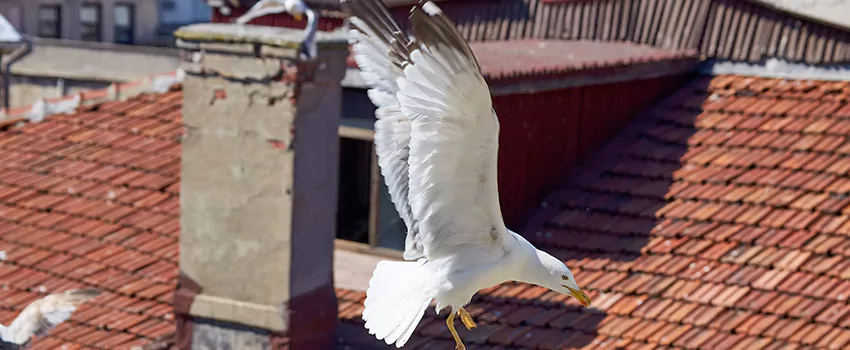 Residential Chimney Animal Removal Solution in Las Cruces, NM