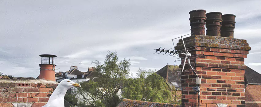 Chimney Cleaning And Restoration in Las Cruces, New Mexico